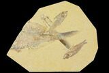 Three Knightia & Large Partial Diplomystus Fish Plate - Wyoming #119449-1